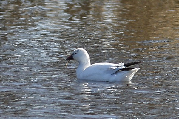 Ross's Goose - ML88394191