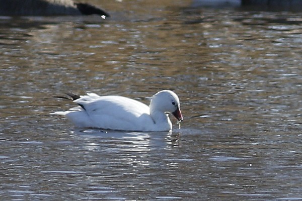 Ross's Goose - ML88394201