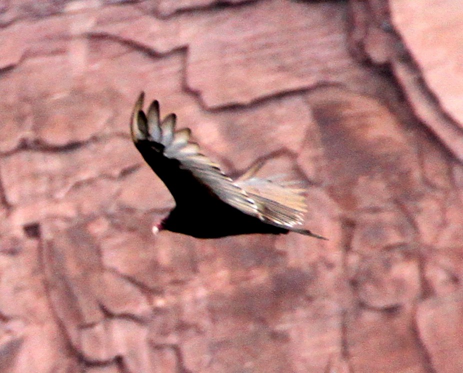 Turkey Vulture - ML88394471