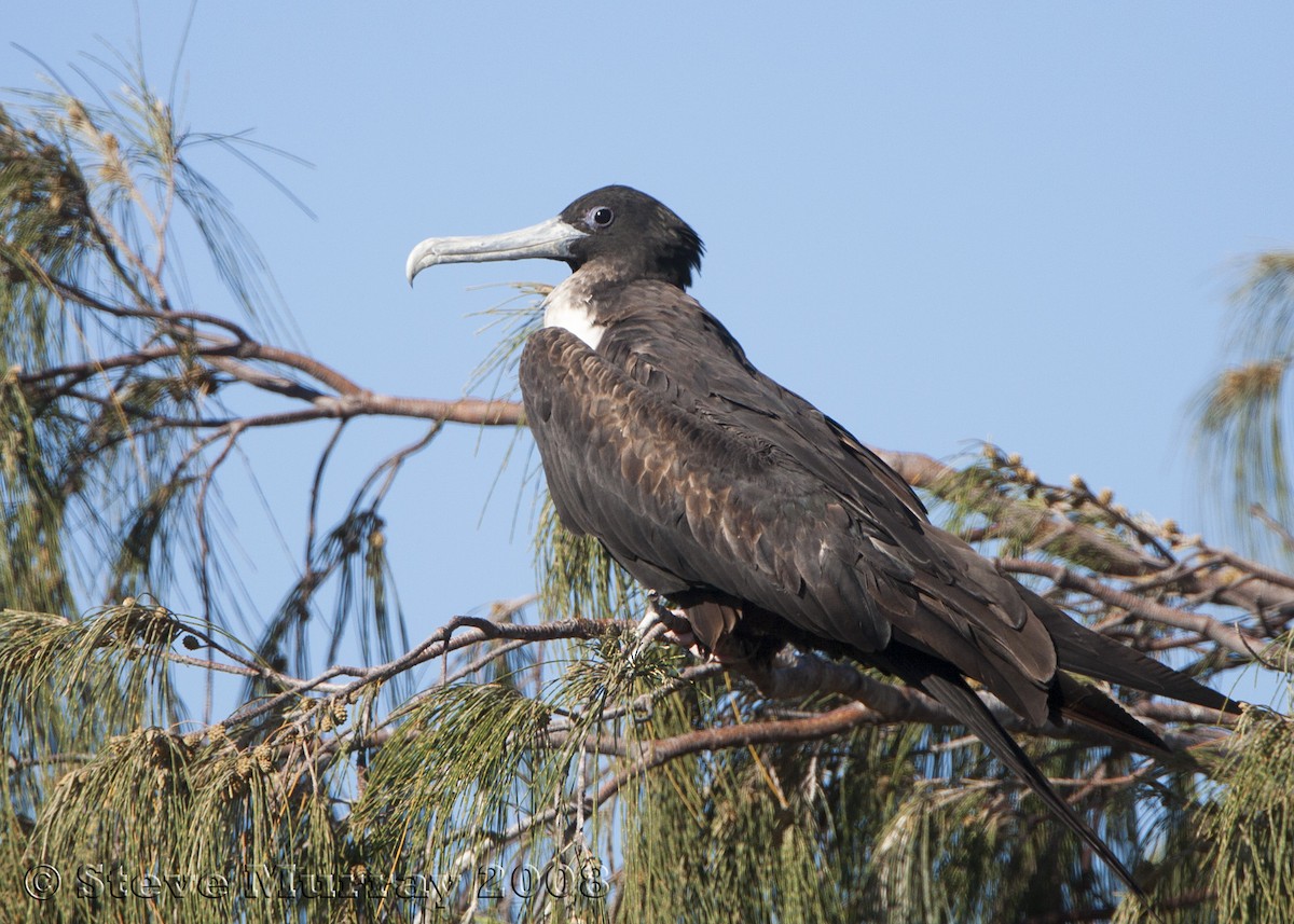 Great Frigatebird - ML88395561