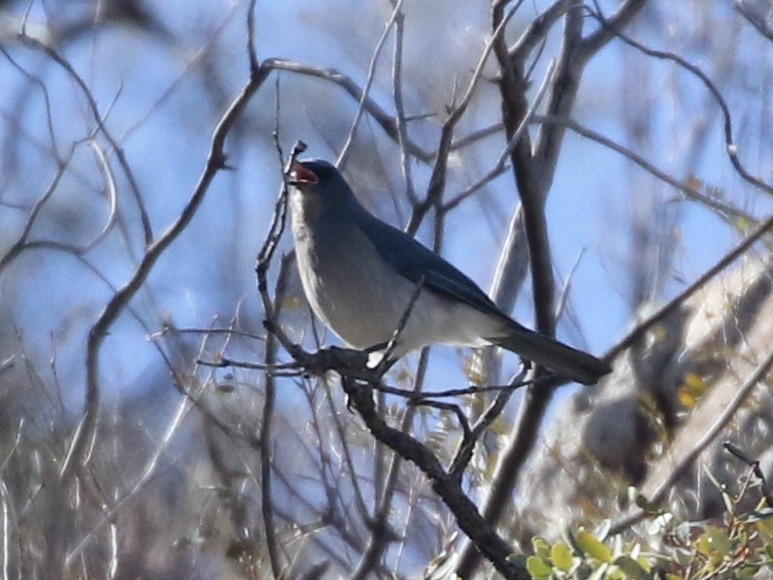Mexican Jay (Arizona) - ML88398081