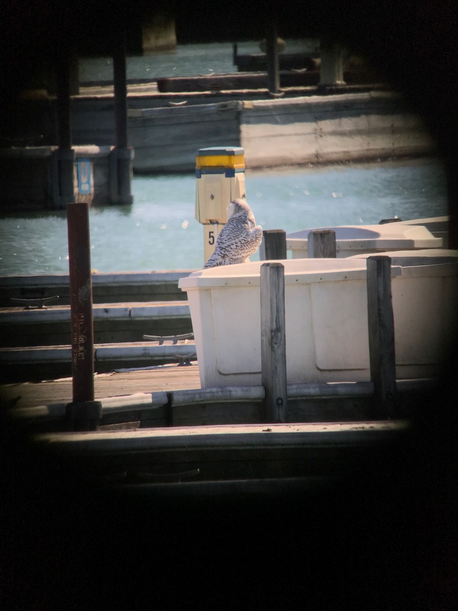 Snowy Owl - John Leonard