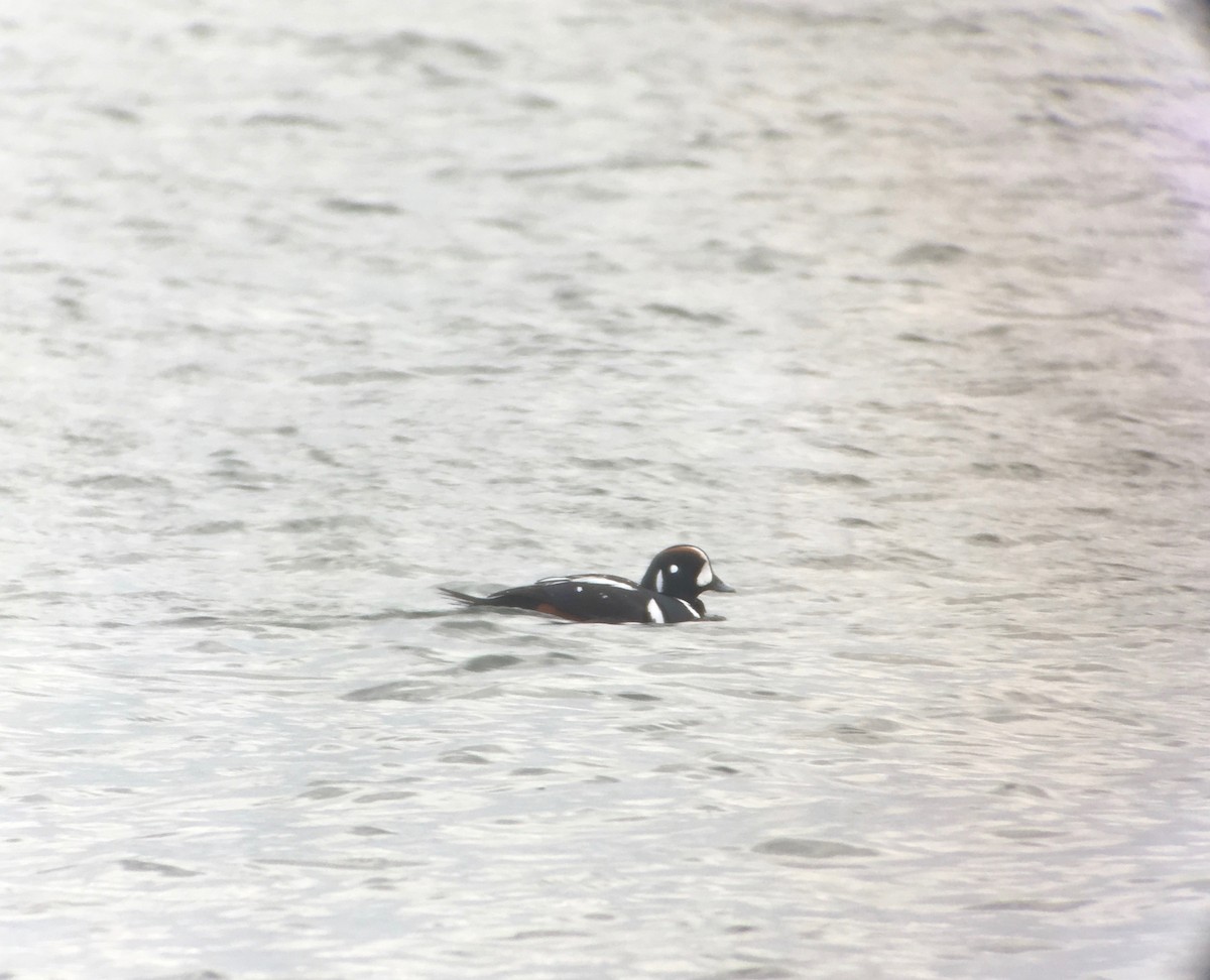 Harlequin Duck - ML88401811