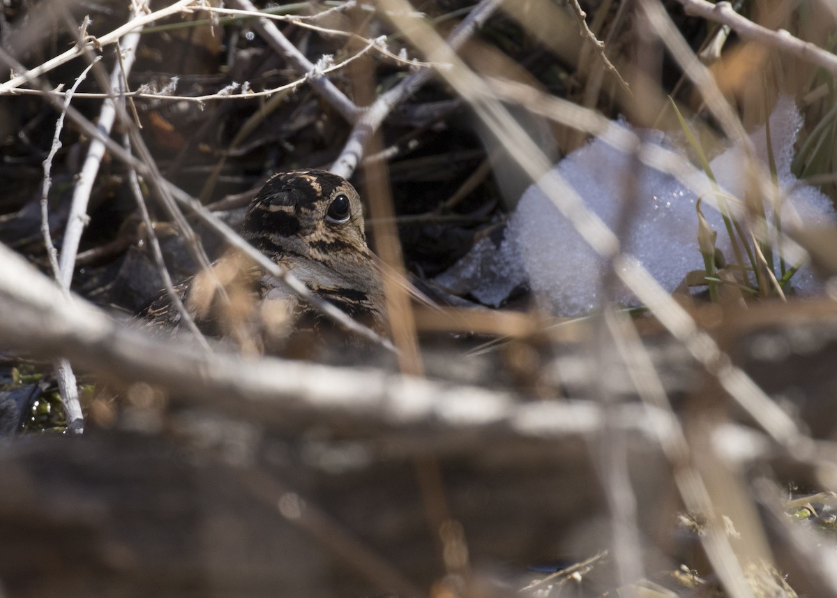 American Woodcock - ML88401991