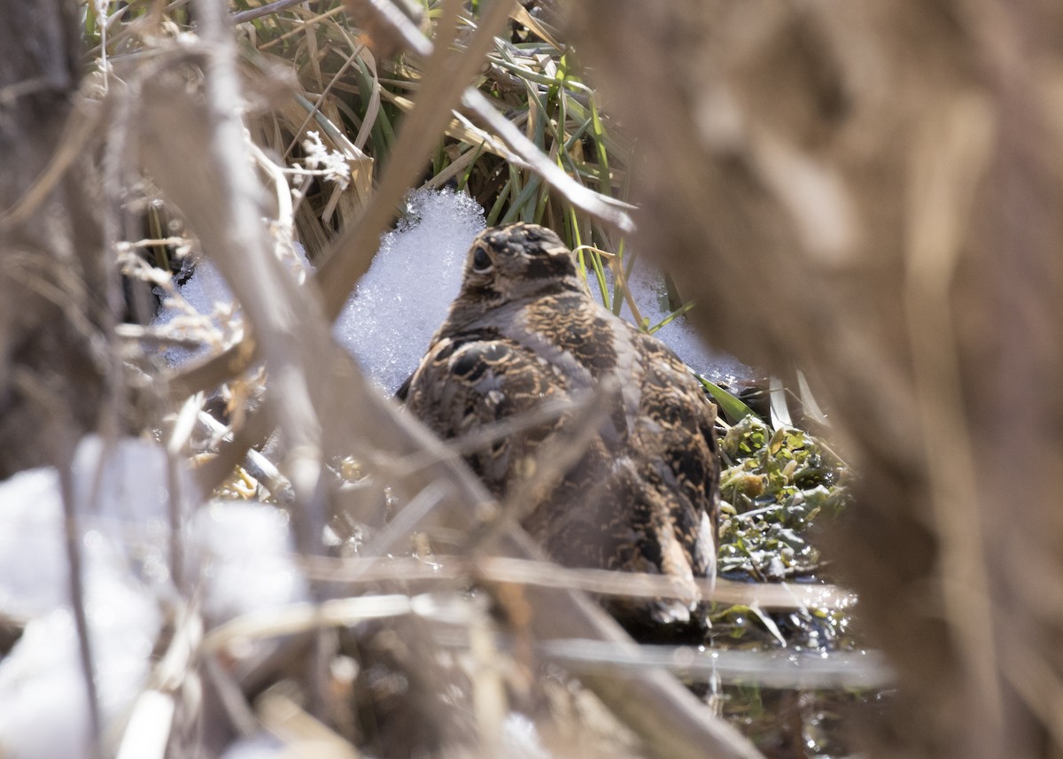 American Woodcock - ML88402061