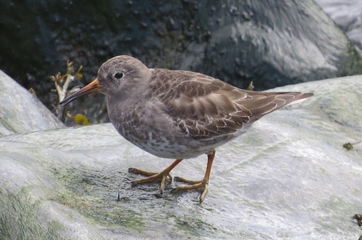 Purple Sandpiper - ML88403971