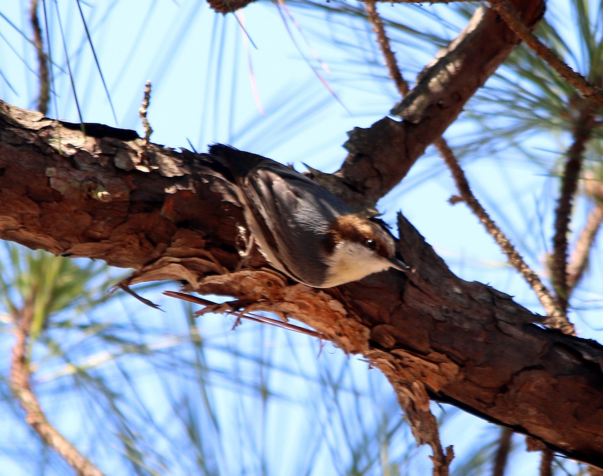 Brown-headed Nuthatch - Wayne Patterson