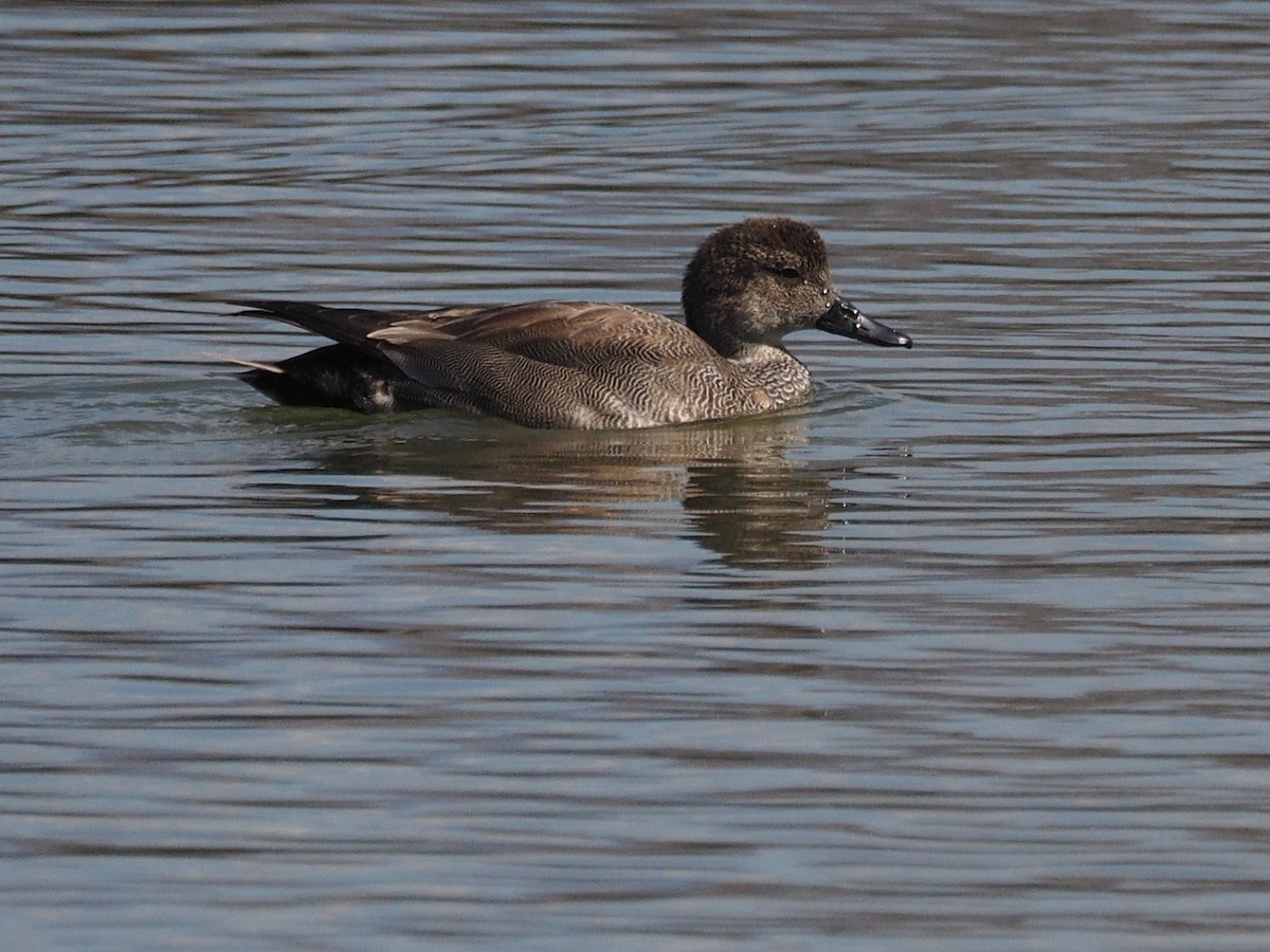 Gadwall - ML88405641