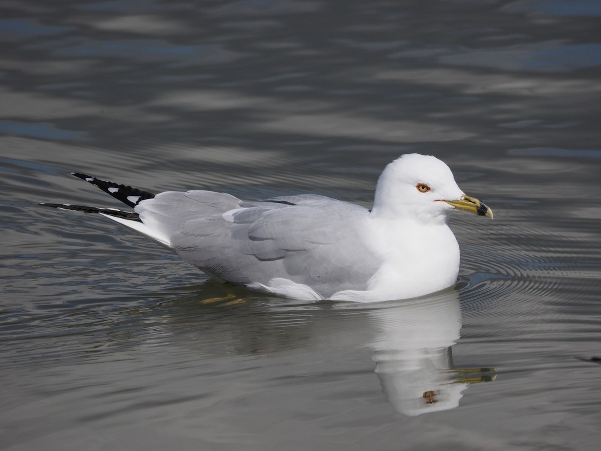 Ring-billed Gull - ML88406451