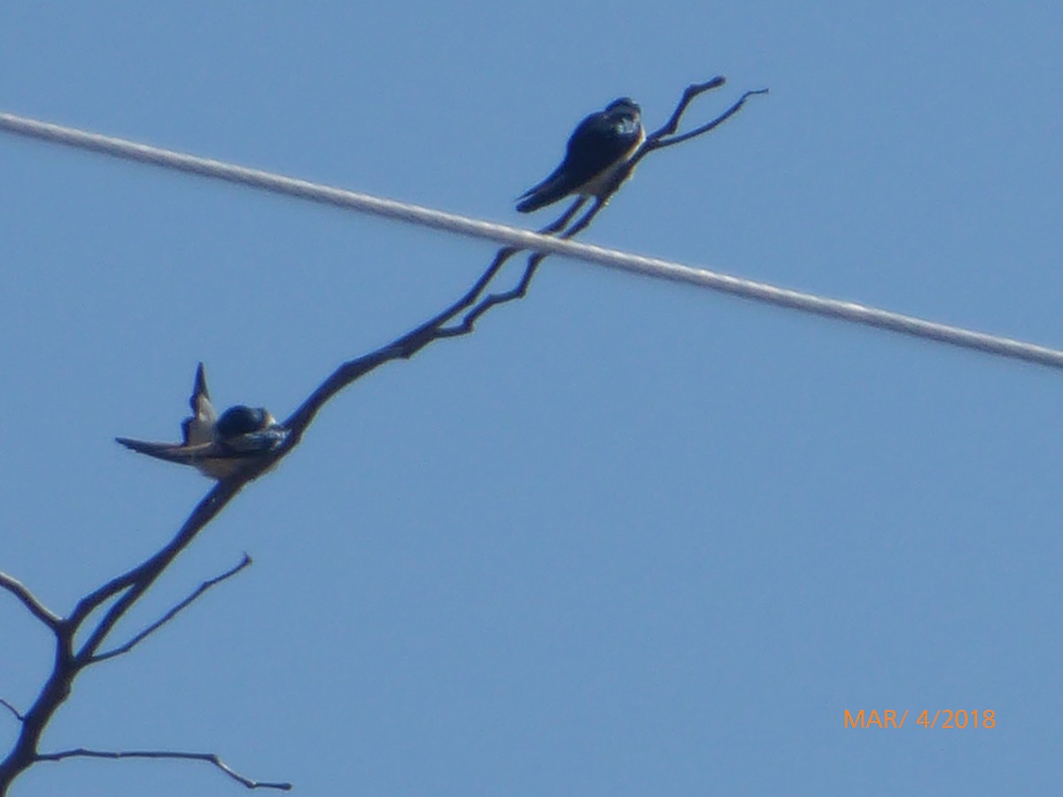 Golondrina Bicolor - ML88407341