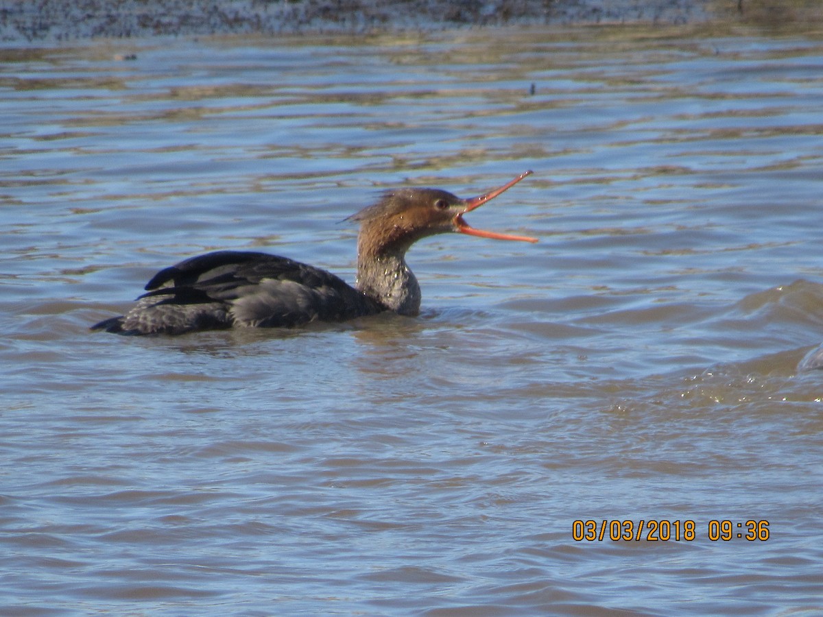 Red-breasted Merganser - ML88407431