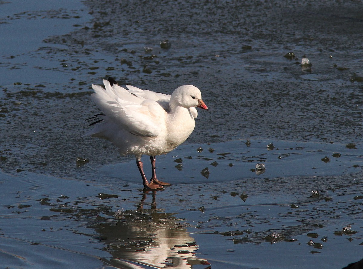 Snow x Ross's Goose (hybrid) - ML88407831