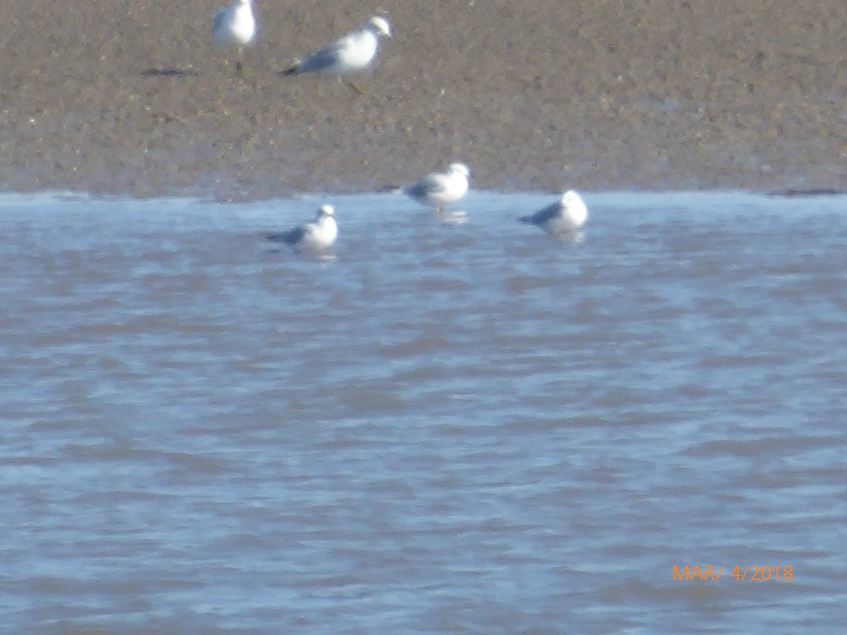 Bonaparte's Gull - ML88407931