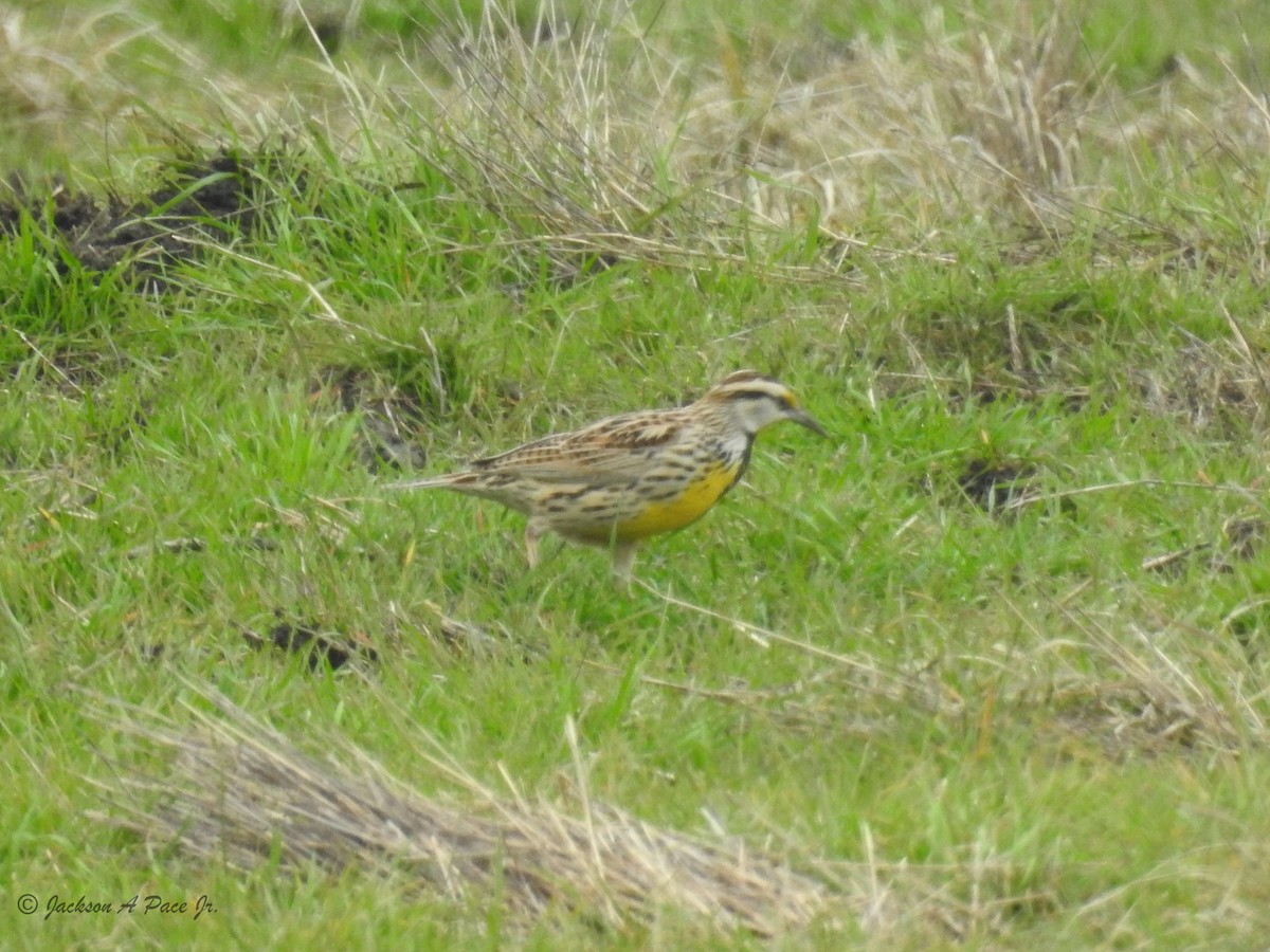 Eastern Meadowlark - ML88409281