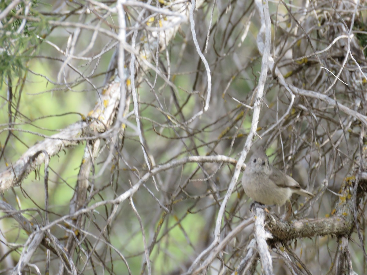 Juniper Titmouse - Anne (Webster) Leight