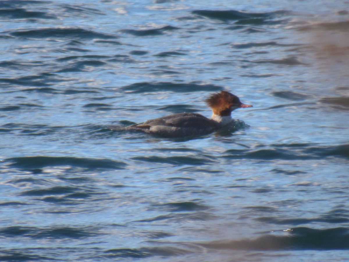 Common Merganser - ML88414871