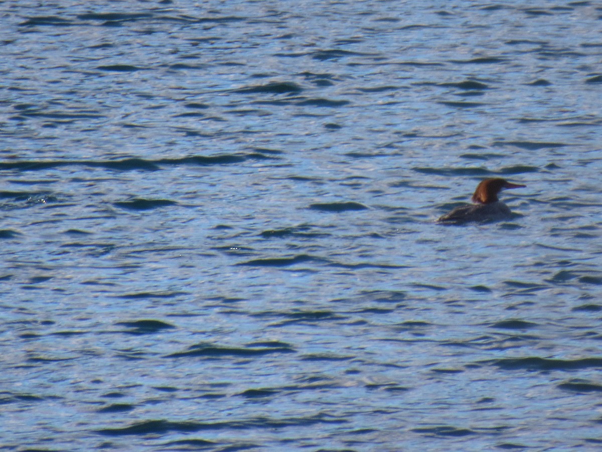 Common Merganser - ML88414891