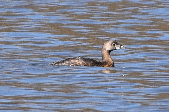 Pied-billed Grebe - ML88415371