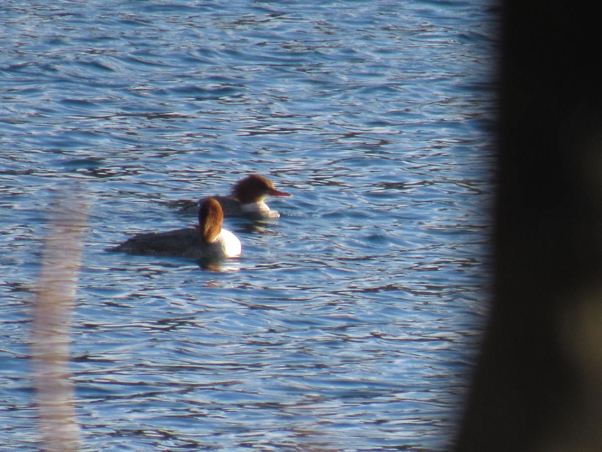 Common Merganser - ML88415651
