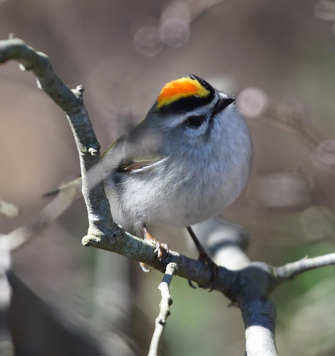 Golden-crowned Kinglet - Ann Stinely