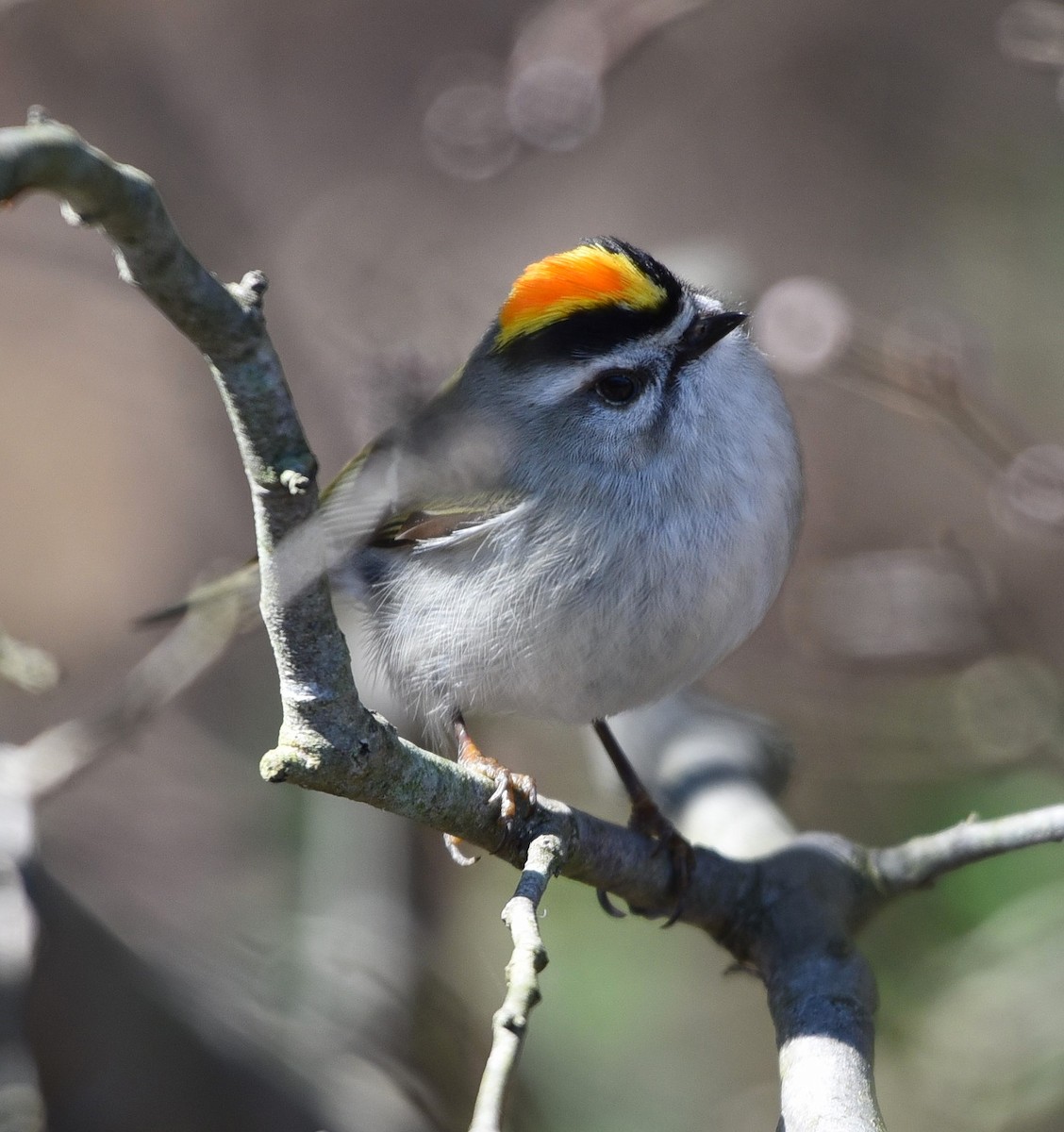 Golden-crowned Kinglet - ML88415691