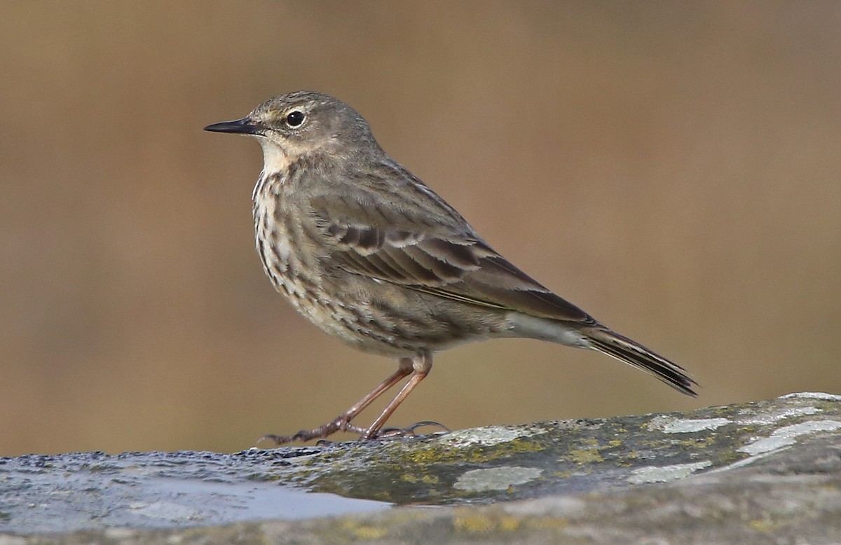 Rock Pipit - Paul Chapman