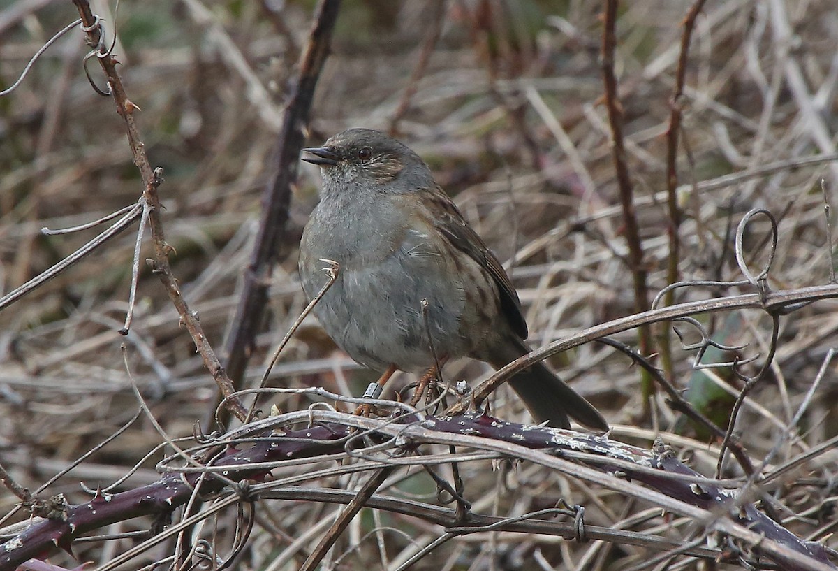 Dunnock - ML88417021