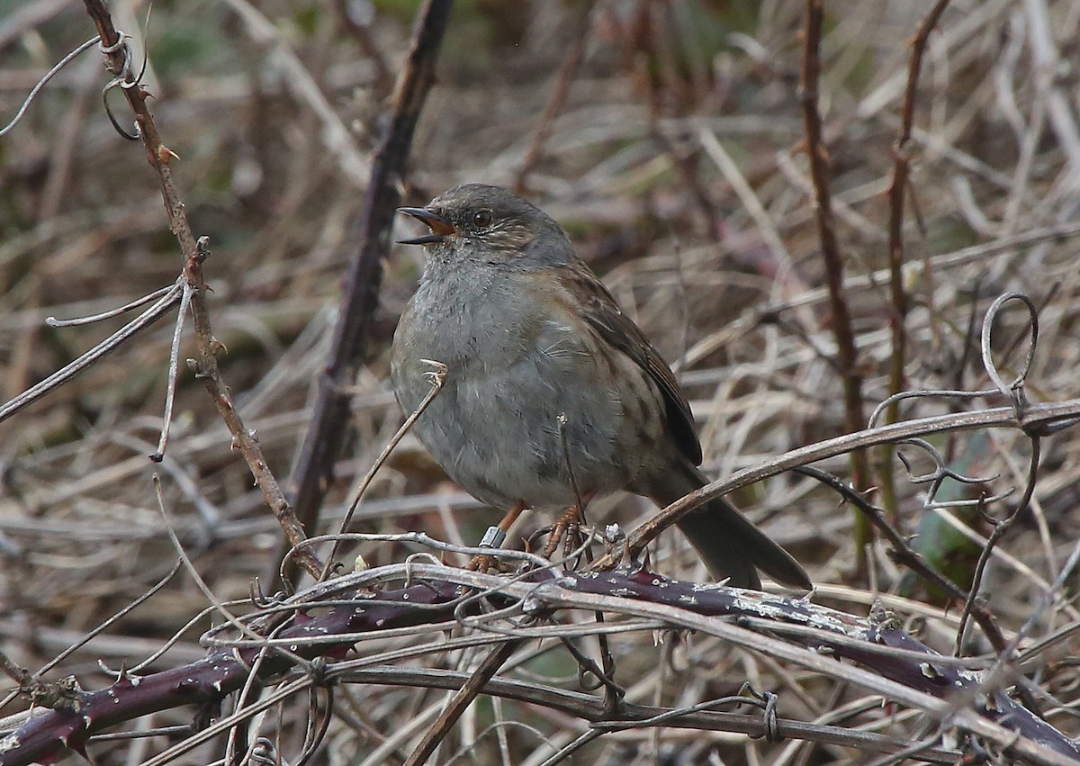 Dunnock - ML88417071