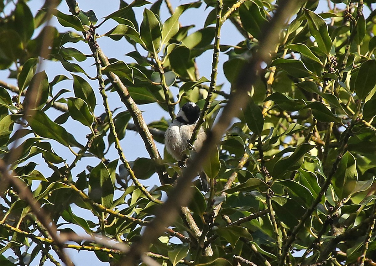 Mésange noire - ML88417411