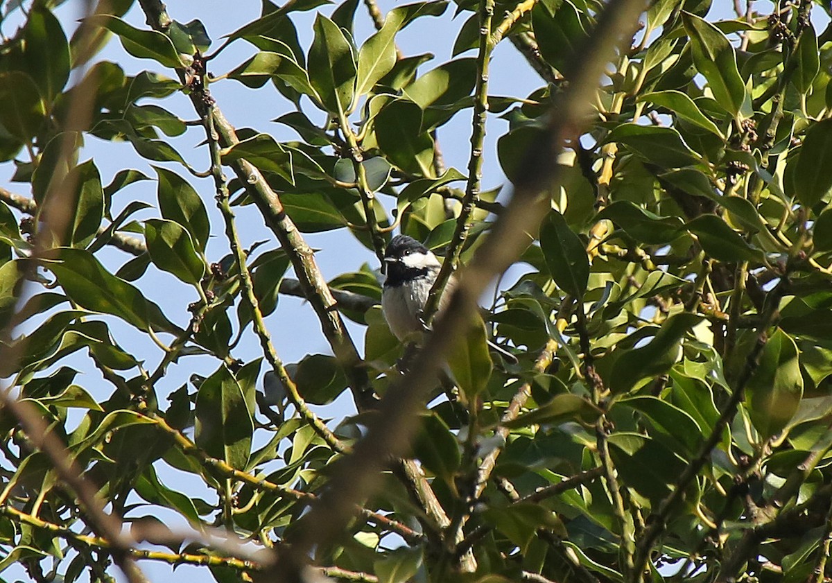 Coal Tit - ML88417481