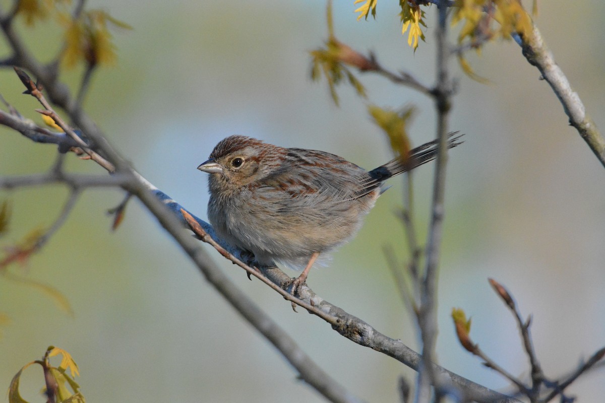 Bachman's Sparrow - Anonymous