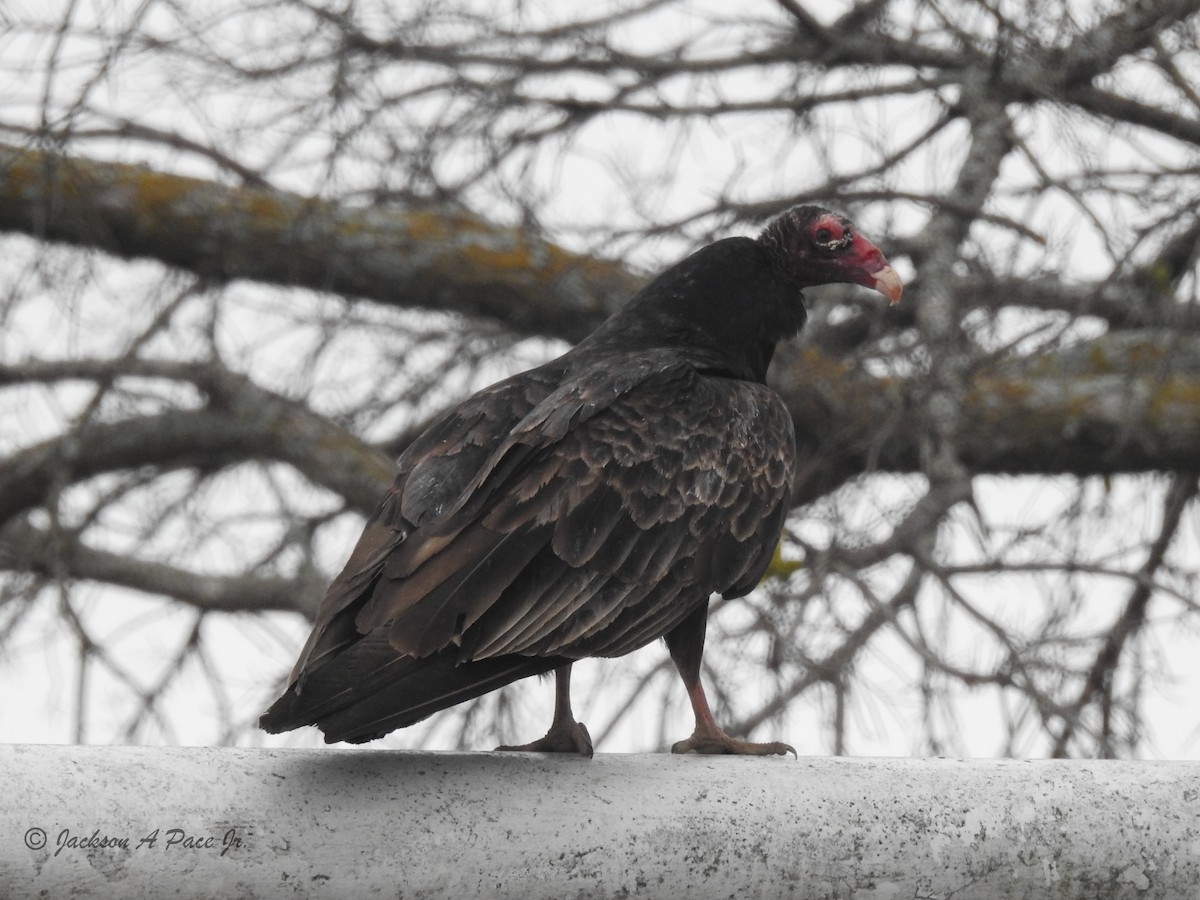 Urubu à tête rouge - ML88419631