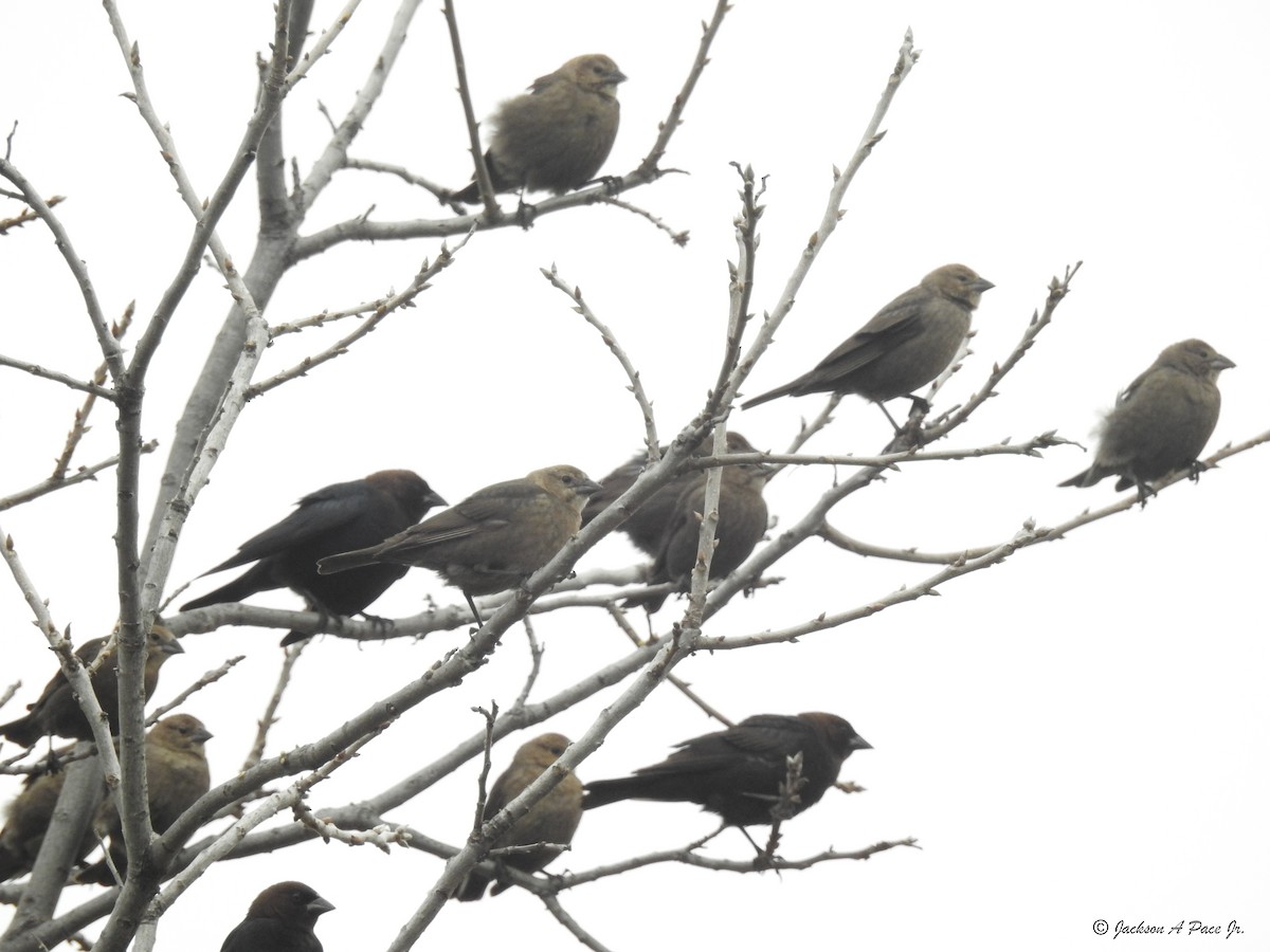 Brown-headed Cowbird - ML88419901