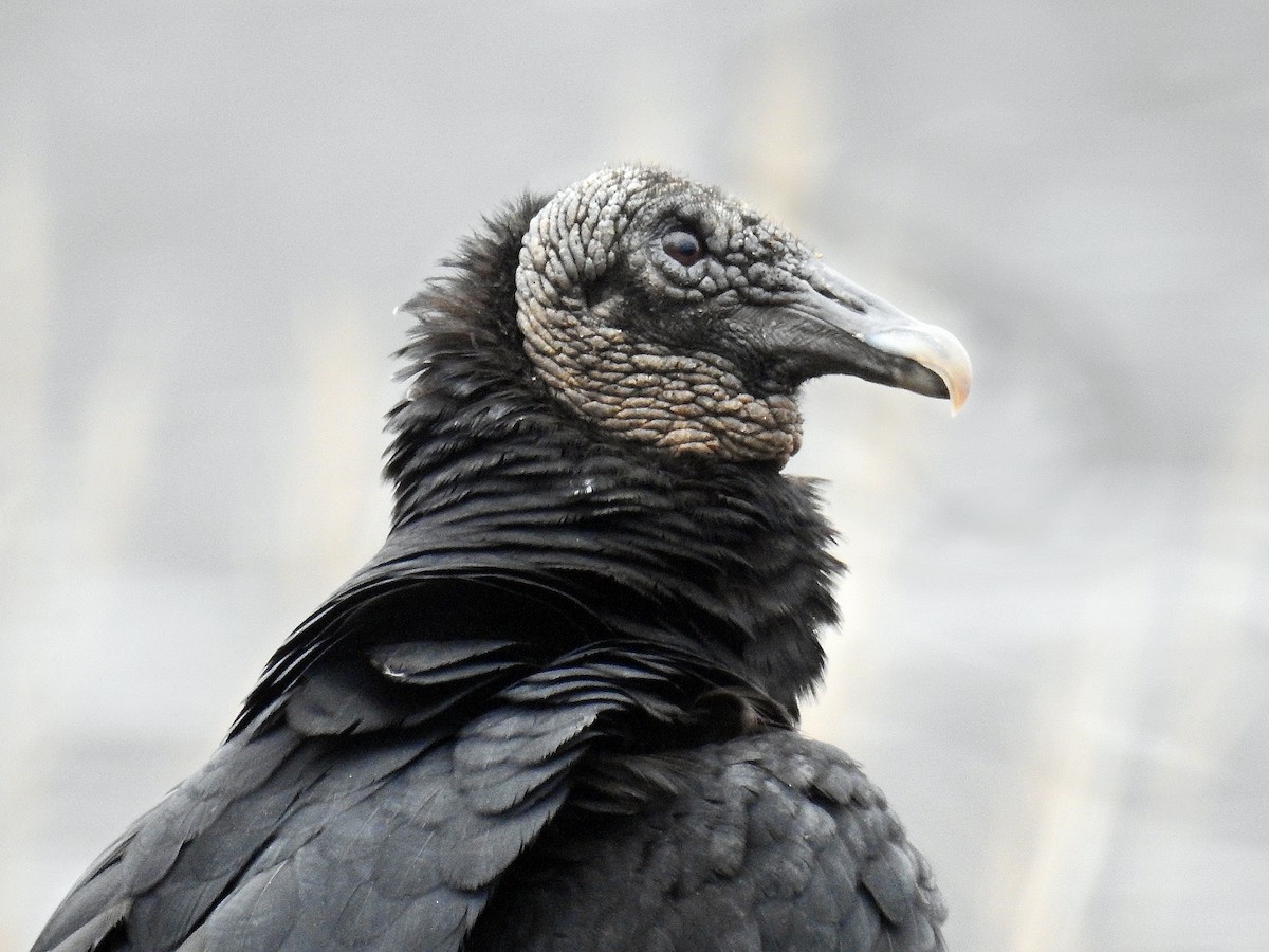 Black Vulture - ML88420031