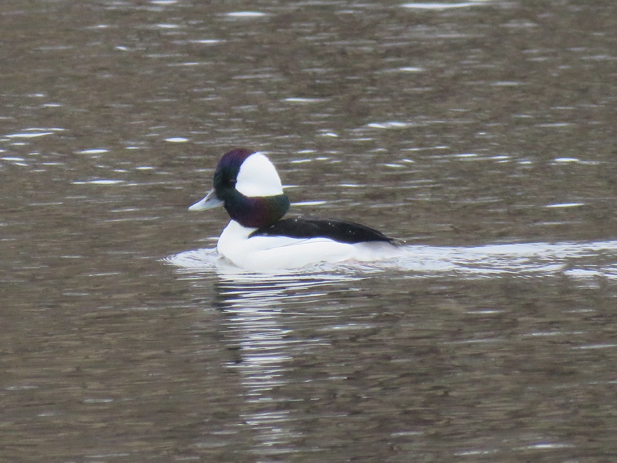 Bufflehead - Sandy Morrissey