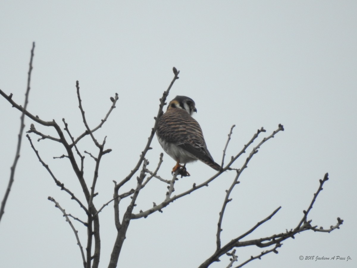 American Kestrel - ML88423221