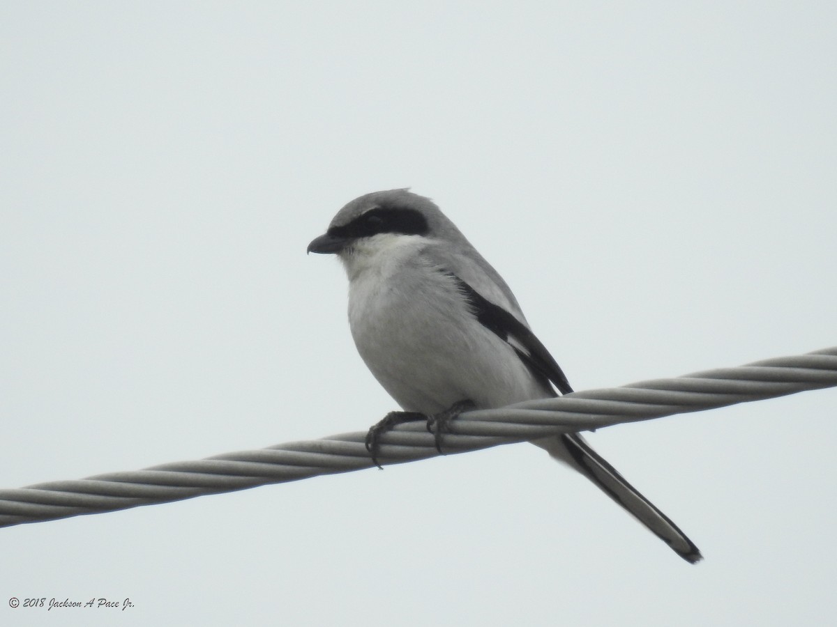 Loggerhead Shrike - ML88423301