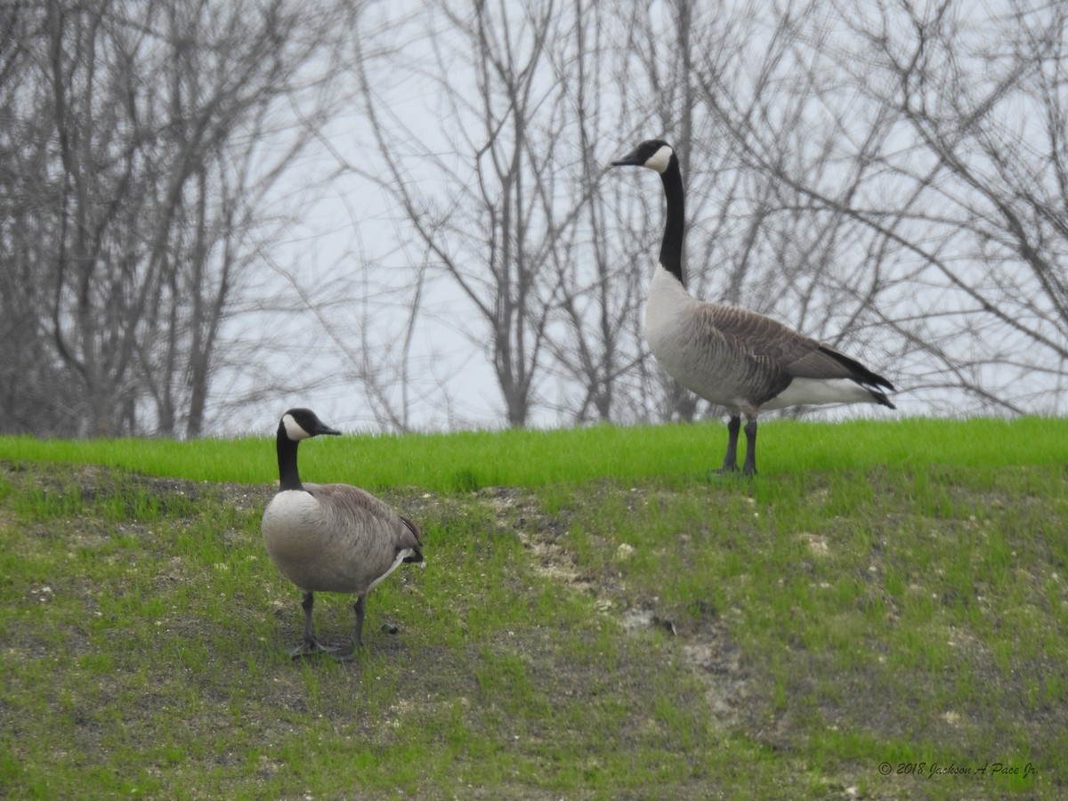 Canada Goose - ML88423411