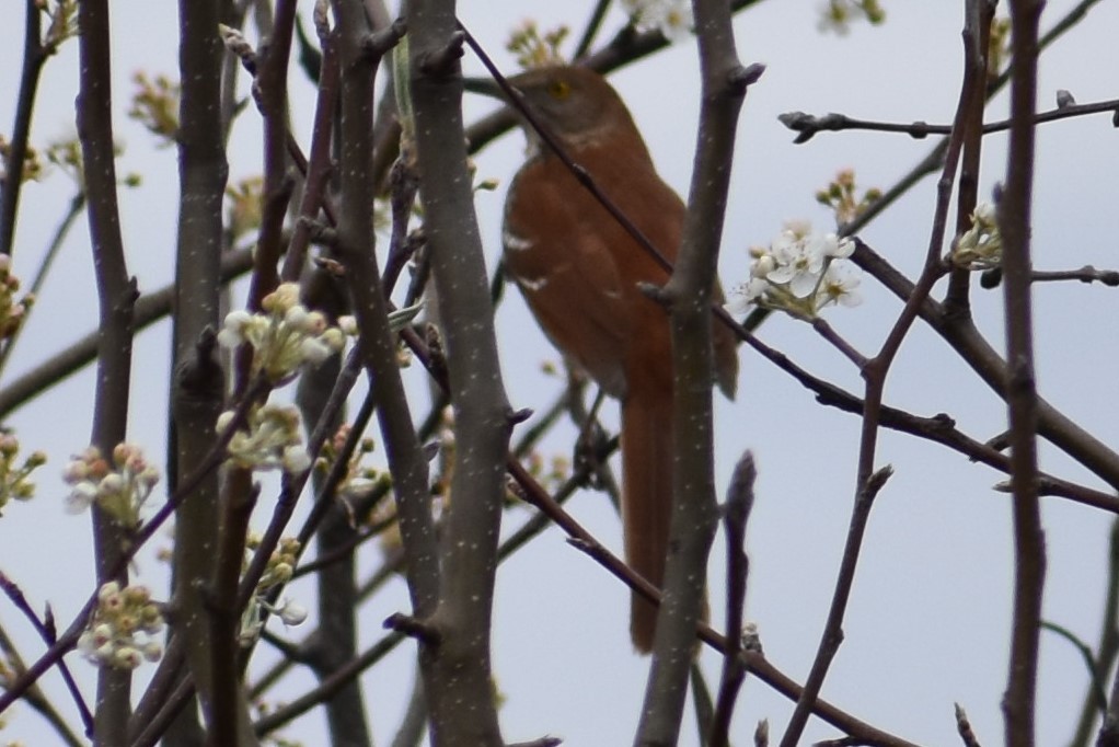 Brown Thrasher - ML88423461