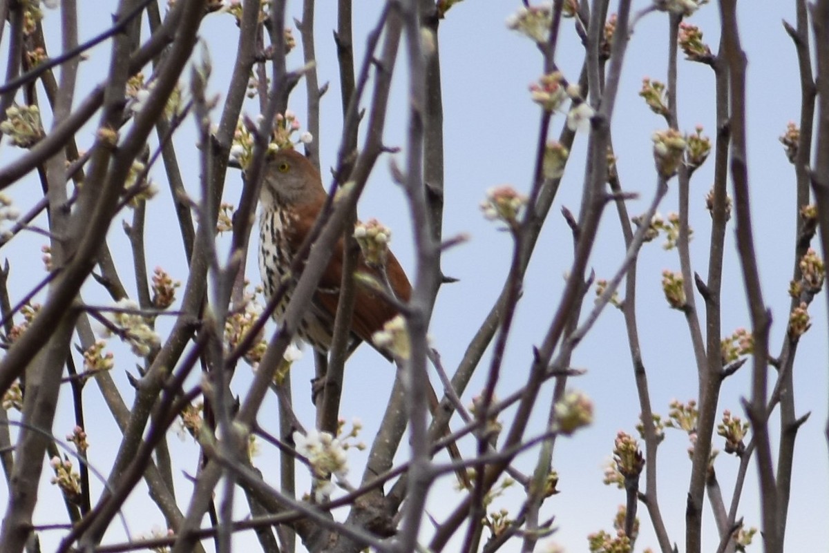 Brown Thrasher - ML88423471