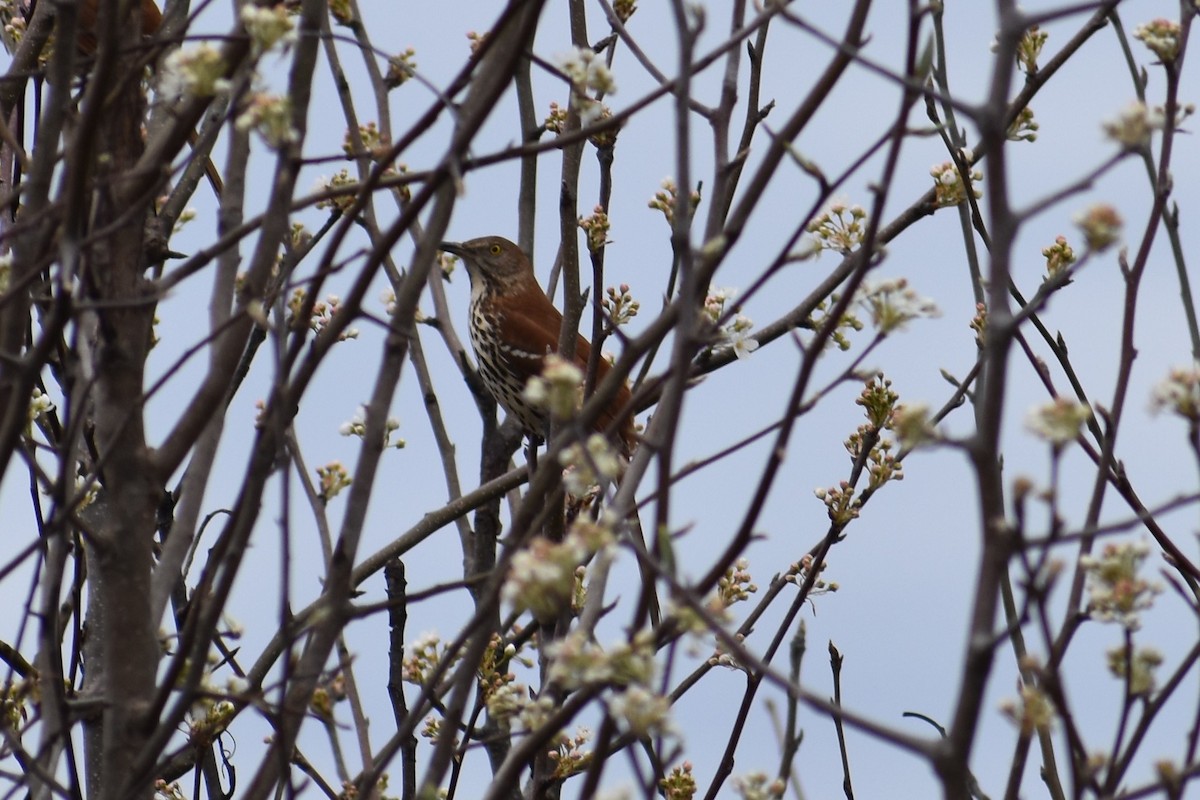 Brown Thrasher - ML88423501