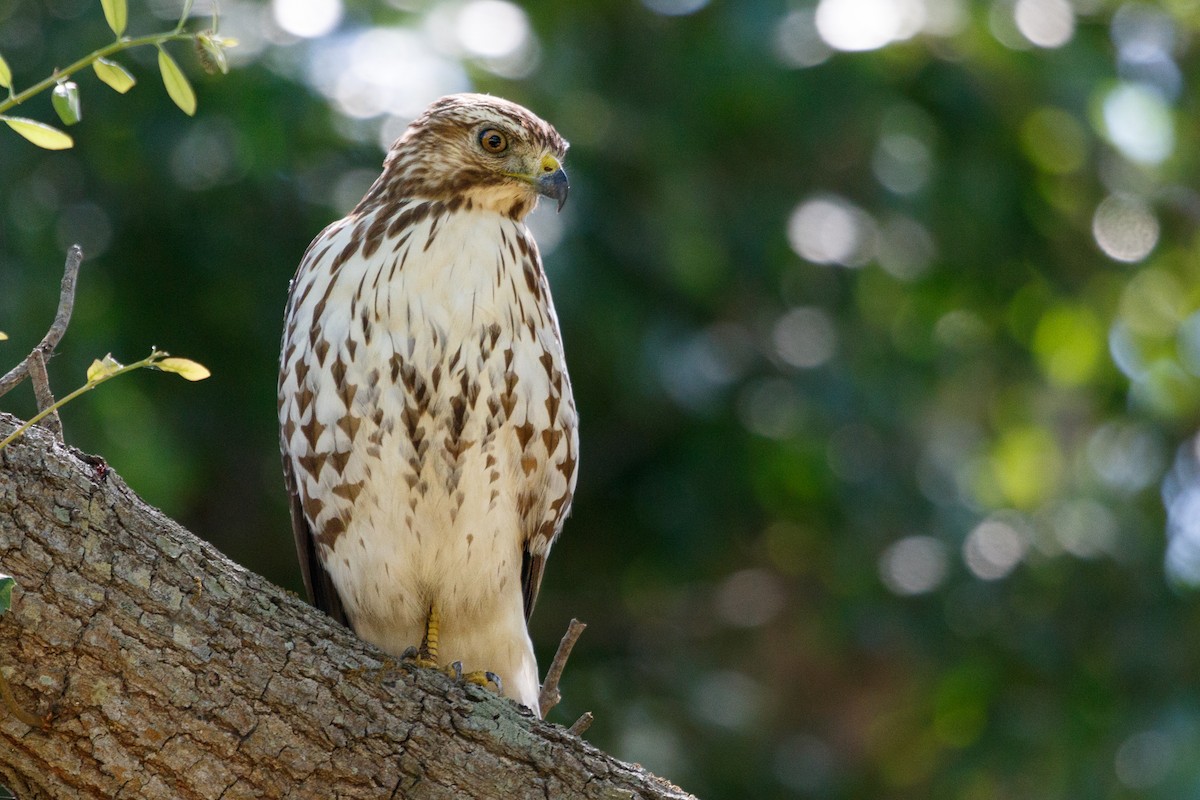 Broad-winged Hawk - Meghan Pearson