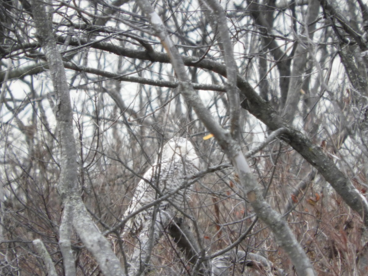 Snowy Owl - ML88425191