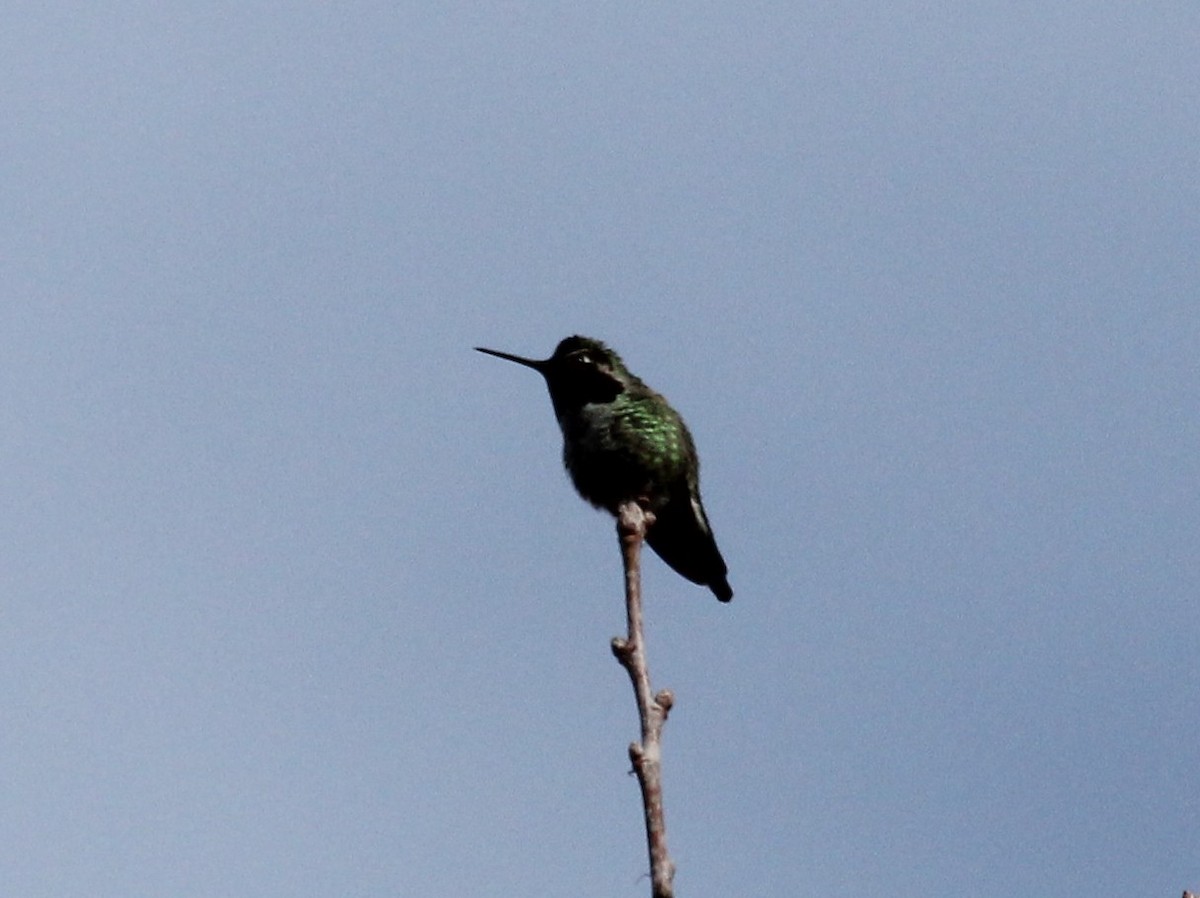 Anna's Hummingbird - Nels Nelson
