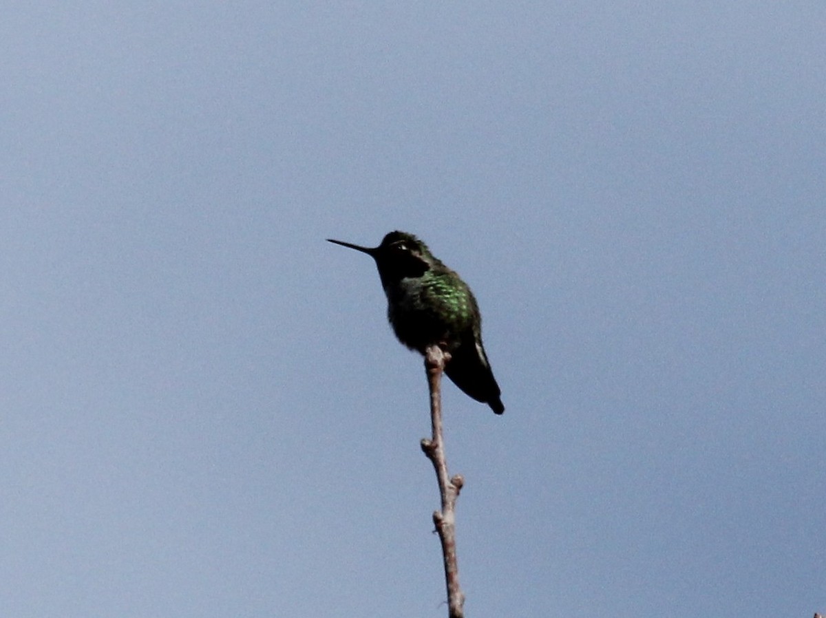 Anna's Hummingbird - ML88425571