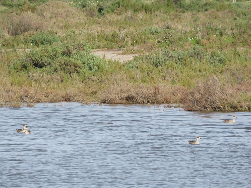 Marbled Duck - ML88426221