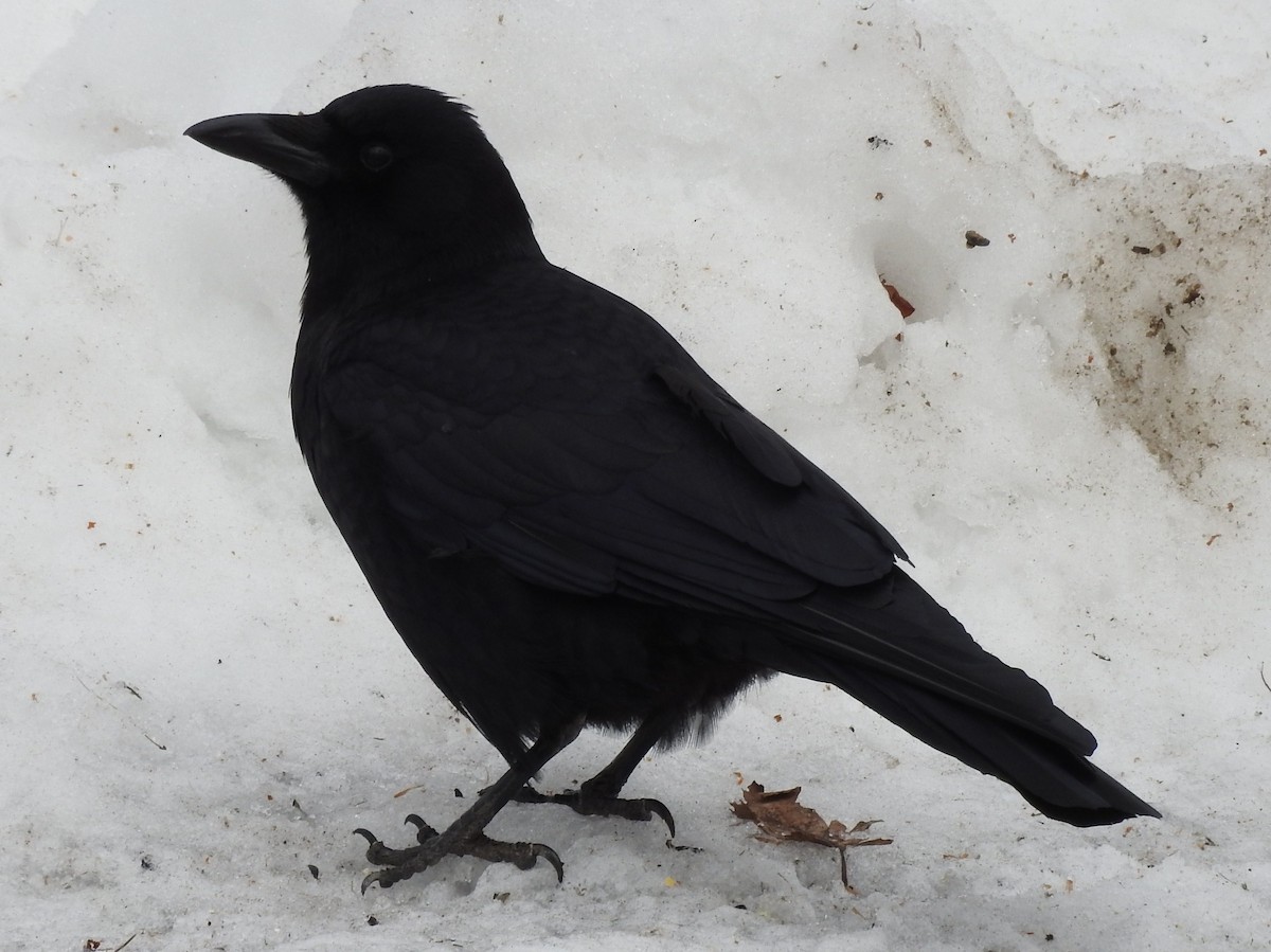 American Crow - ML88428251