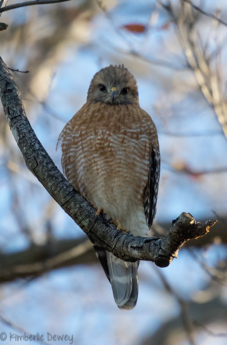 Red-shouldered Hawk - ML88429501