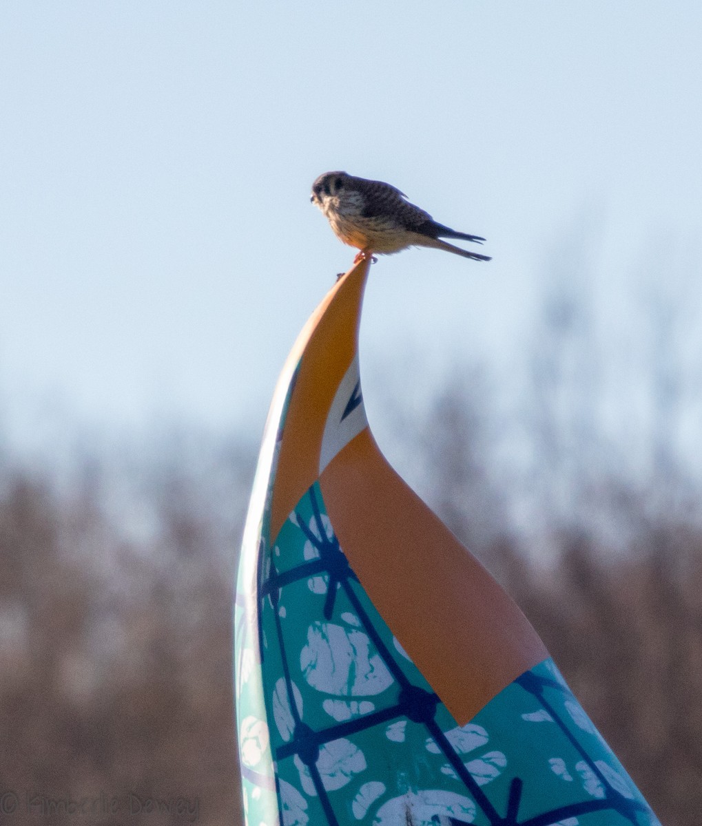 American Kestrel - ML88429621