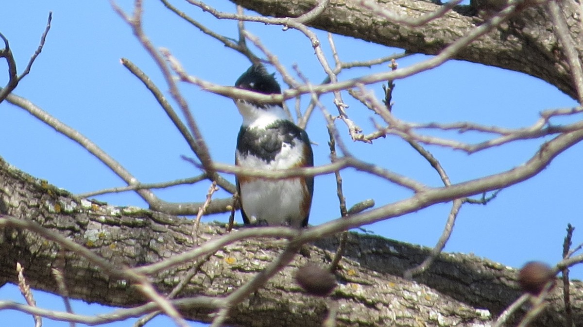 Belted Kingfisher - ML88430001